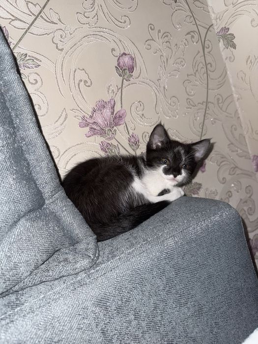 Котенок бесплатно домашняя