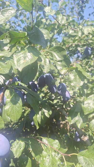 Vand prune.