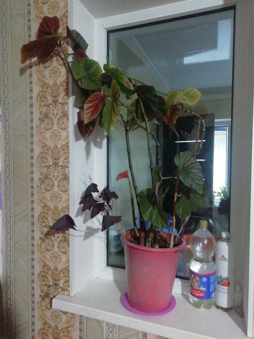 Комнатные растения