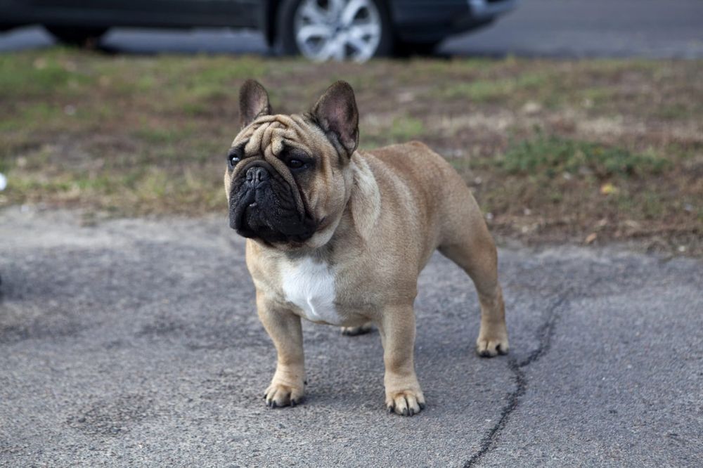 Французский бульдог