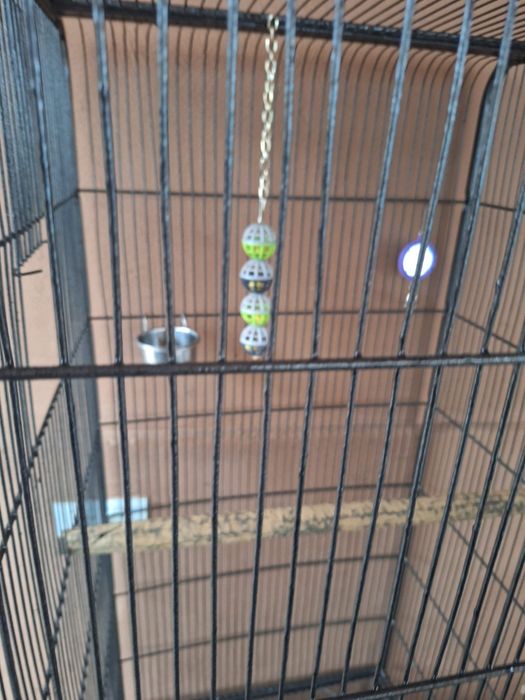 Voliera, colivie, cusca Pasari, papagali