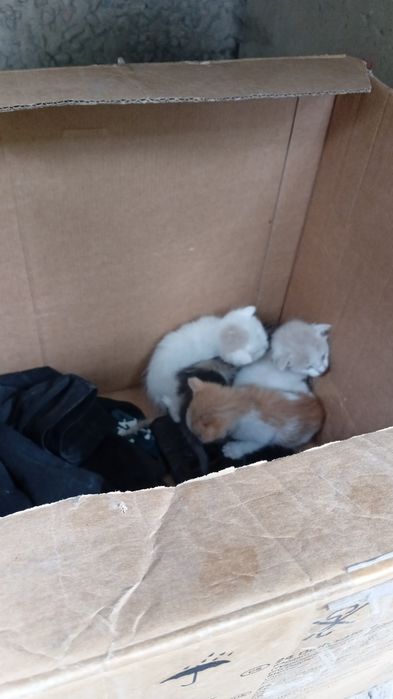 Трое котят найденышей