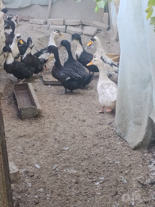 Uy sharoitida boqilgan urdak 4 oylik kurk boʻlib bosadigan idan