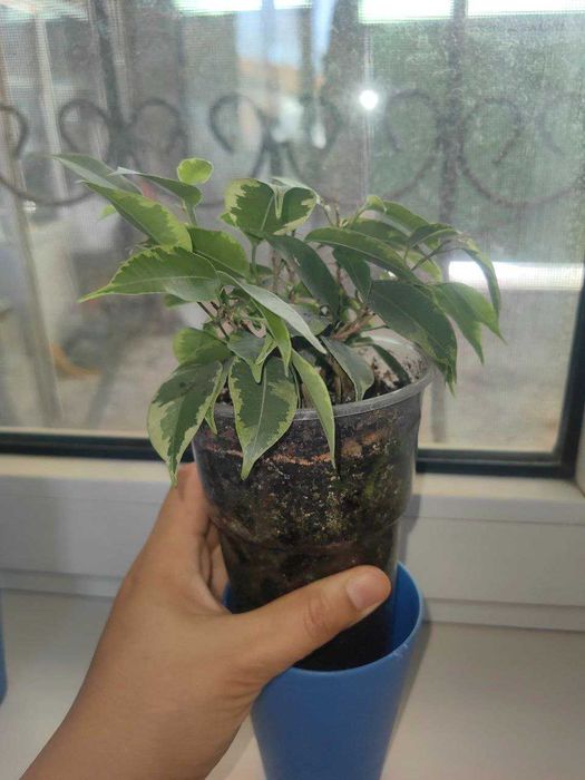 Продам Фикус Бенджамина
