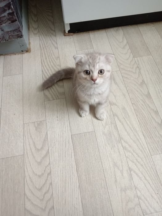 Продам шотландского вислоухого котенка