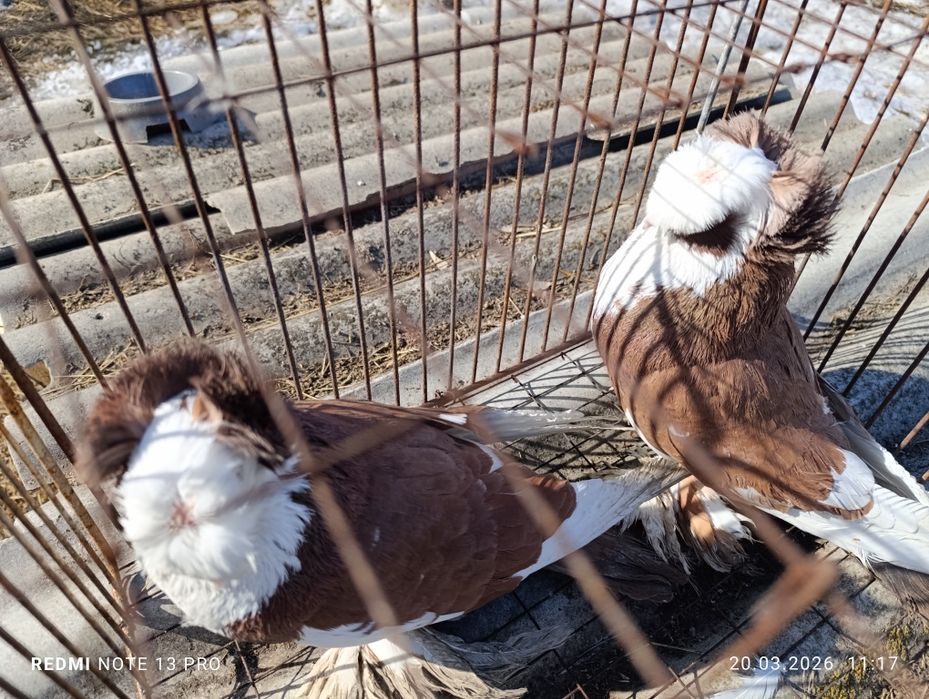 Голуби бухарские барабанщики.