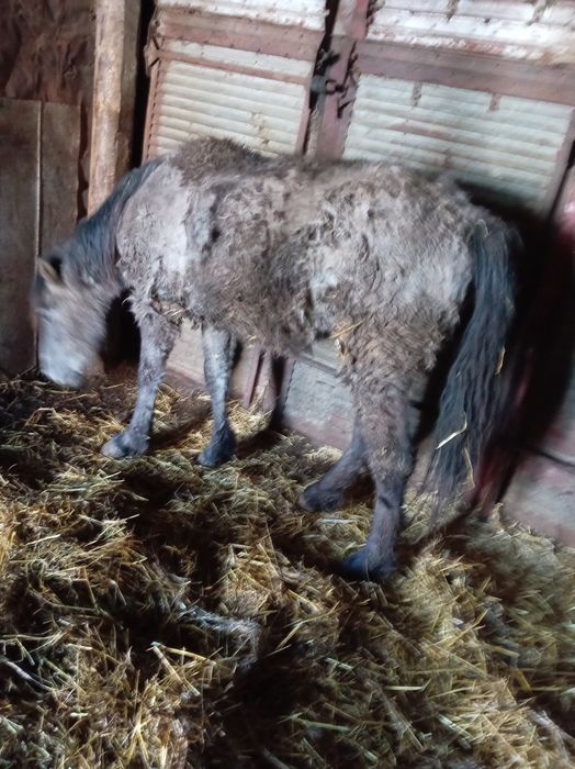 Продам тай с откорма