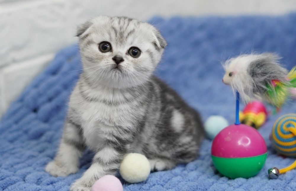 Вислоухие котята