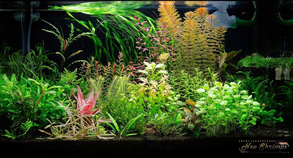 Торове за аквариумни растения