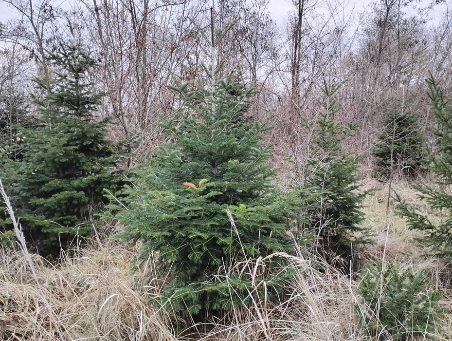 Brazi de vanzare 150 lei/bucata, sau engross 100 lei