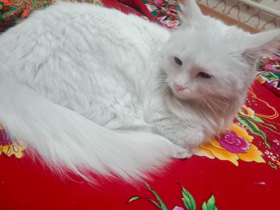 Мысық/Мышық/Кот/Кошки/Животные