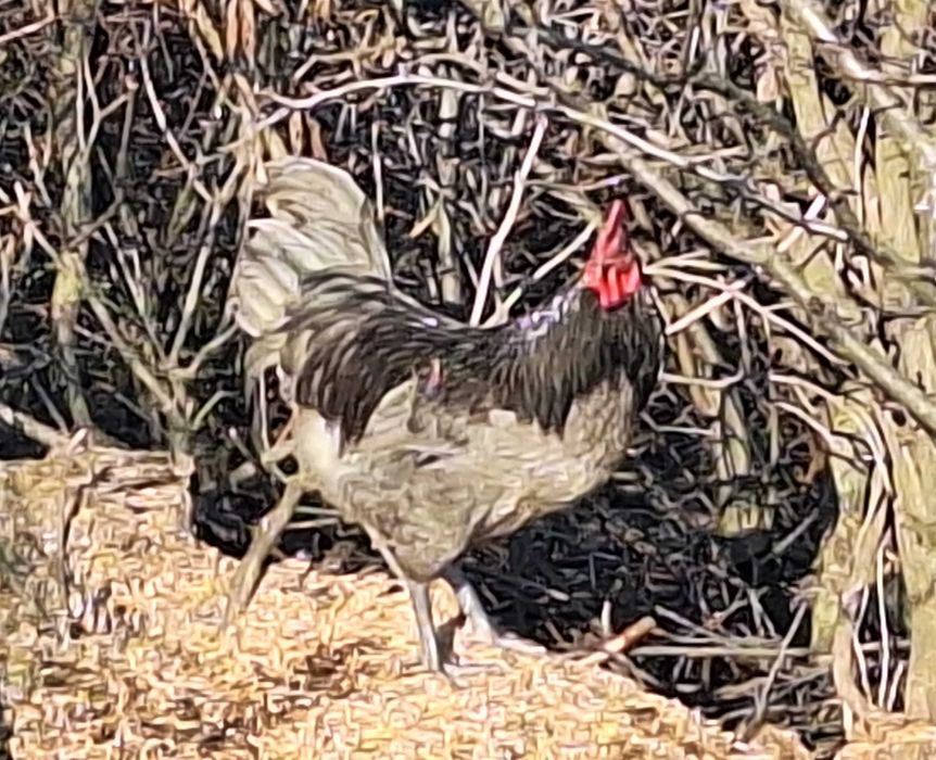 Vând cocoși Australorp – negru și albastru