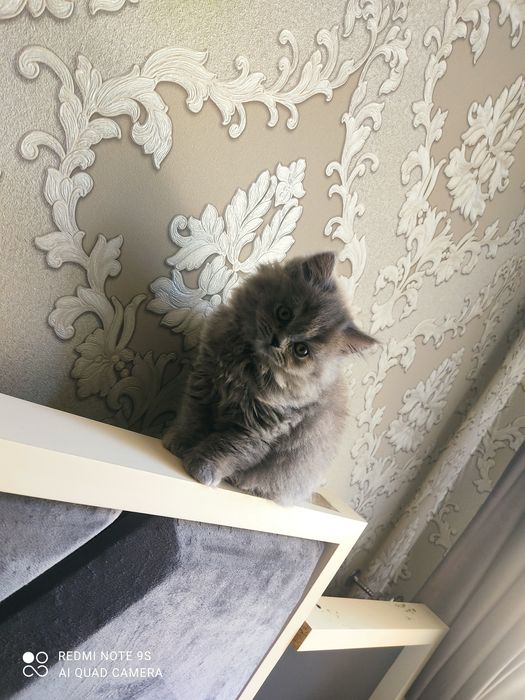 Срочно продаются шотландские котята
