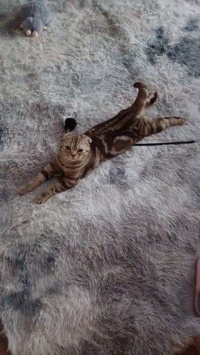 Ищем котика для вислоухой Боники