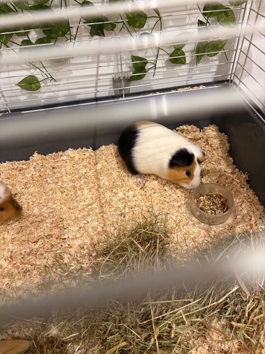 Vand porcusori adorabili