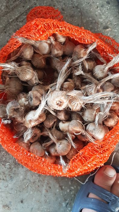 Шафранови луковици