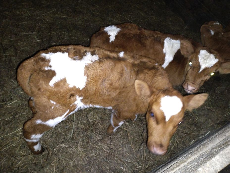 Телочки  на продажу