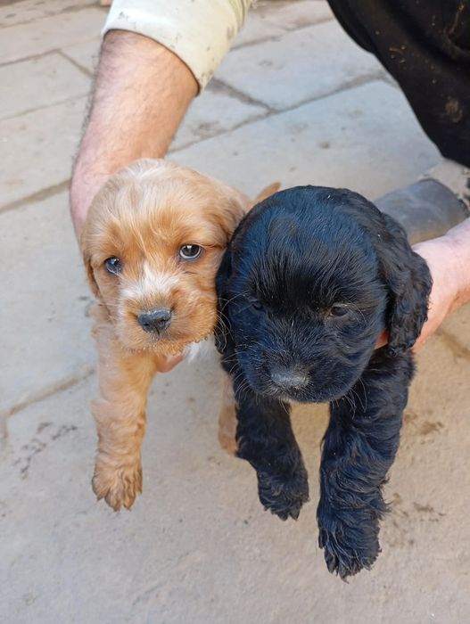 Кокер шпаньол мъжки