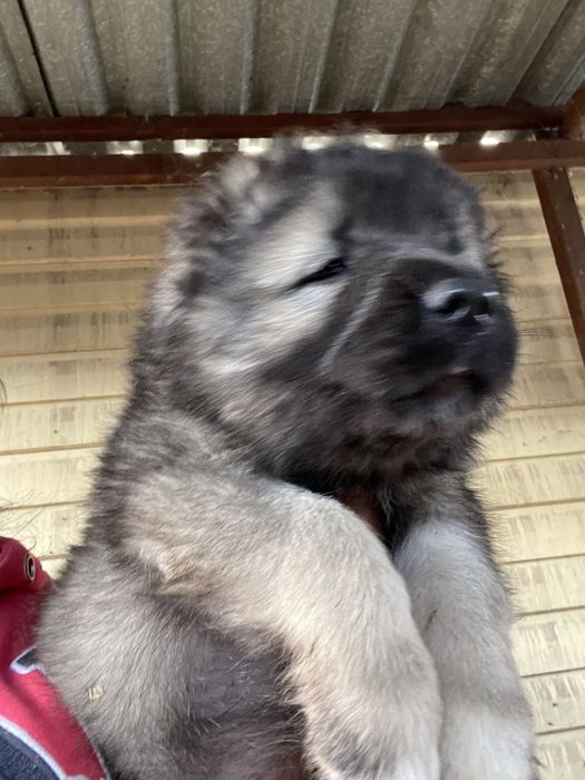 Щенки кавказской овчарки