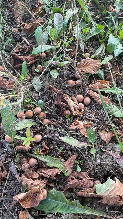 Vând alune de pădure bio din plantație proprie