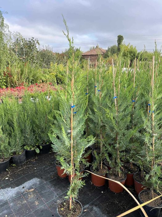 Лейландски кипарис