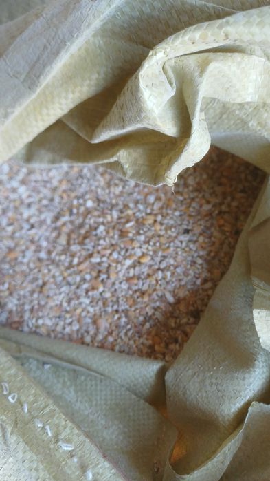 Продам кукурузу 180 тенге кг