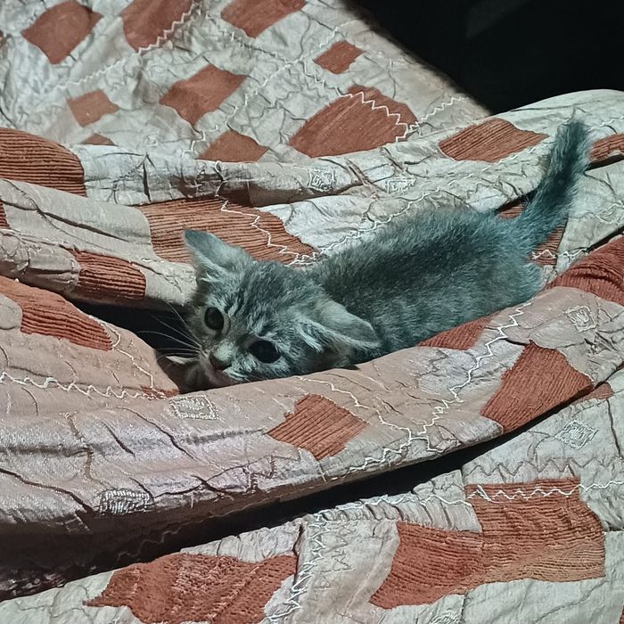 Отдам котёнка в хорошие руки