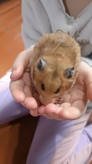 Продаются хомяки