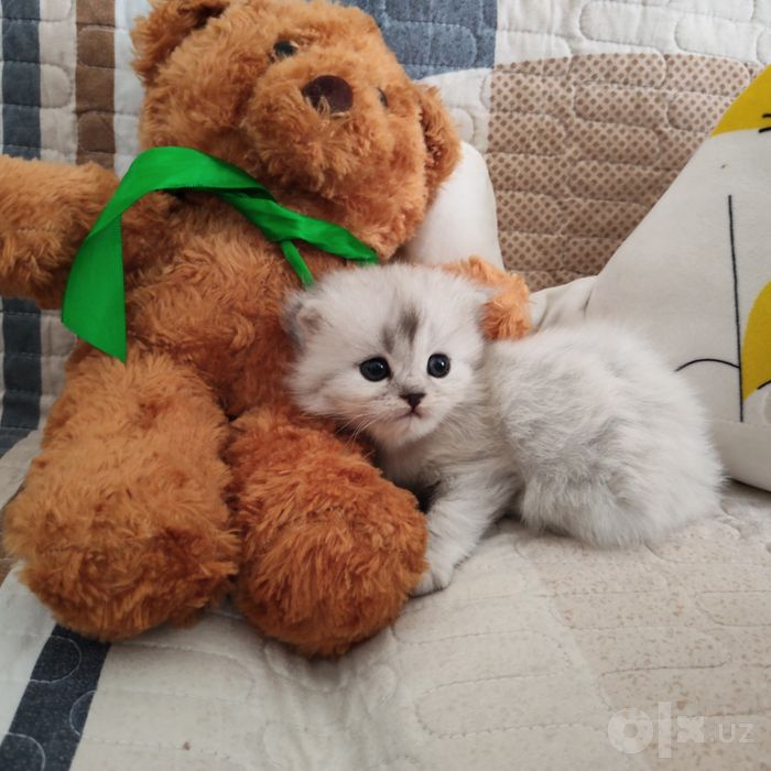 Котята вислоухий продаются кошки мущук
