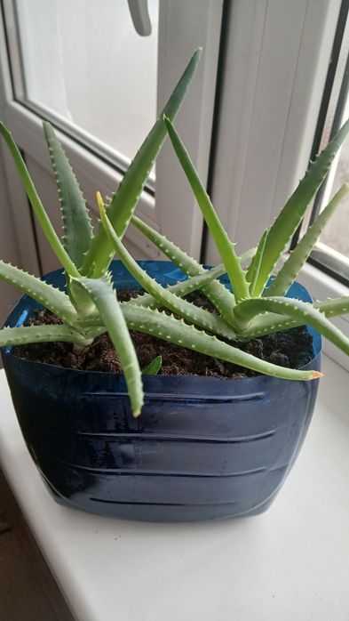 Комнатные растения