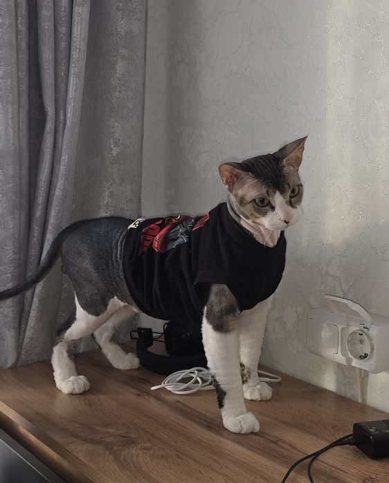Продам кота сфинкса
