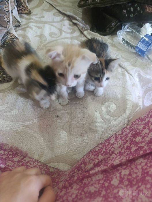 Отдам в добрые руки 3 котят