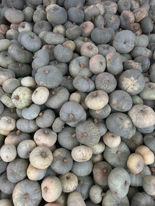 Dovleci placintari soiul butternut si dovleci de copt soiul Tudor