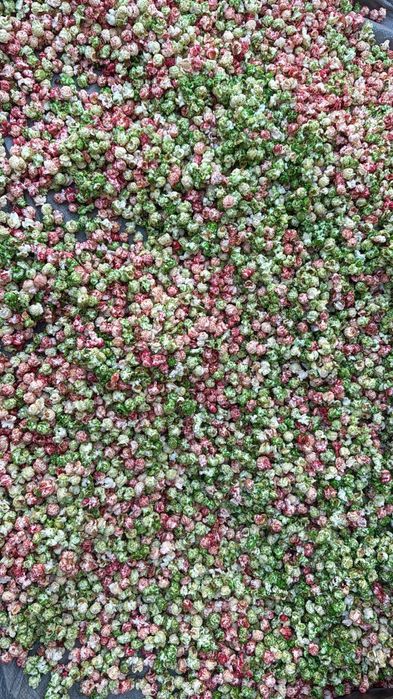 Продам кукурузу (попкорн)
