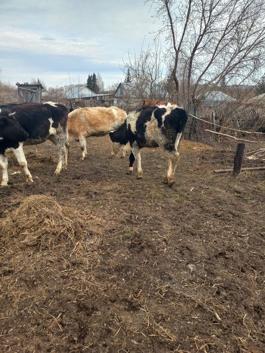 Продам первотёлки