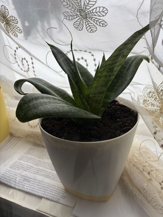 Цветок комнатный