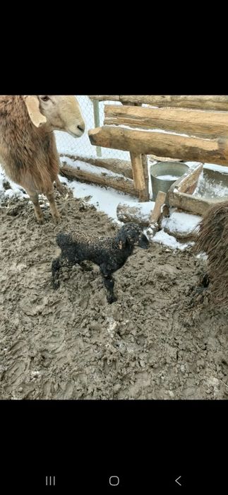 Гиссар тұқымының қозысы сатылады