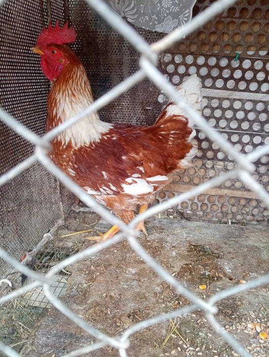 Қораз қораз қораз