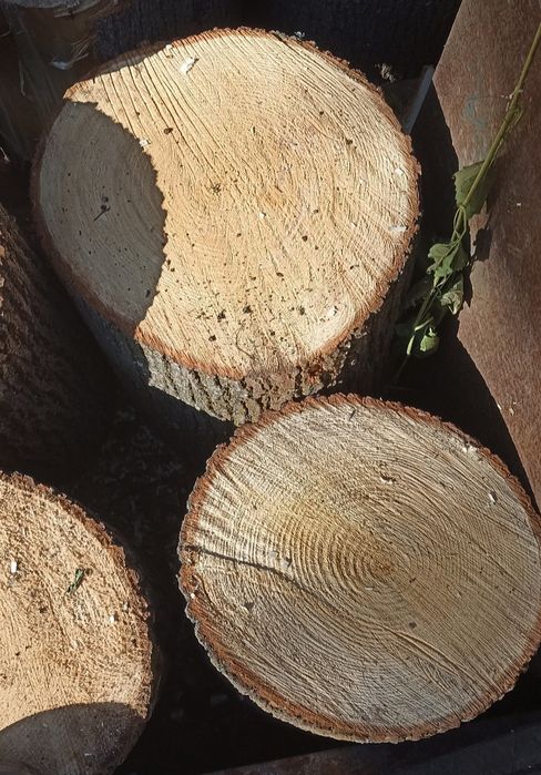 Пни ЛИПА  чурки обрезки ствола