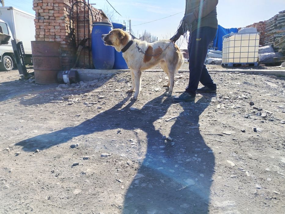 Собака Азиат Алабай