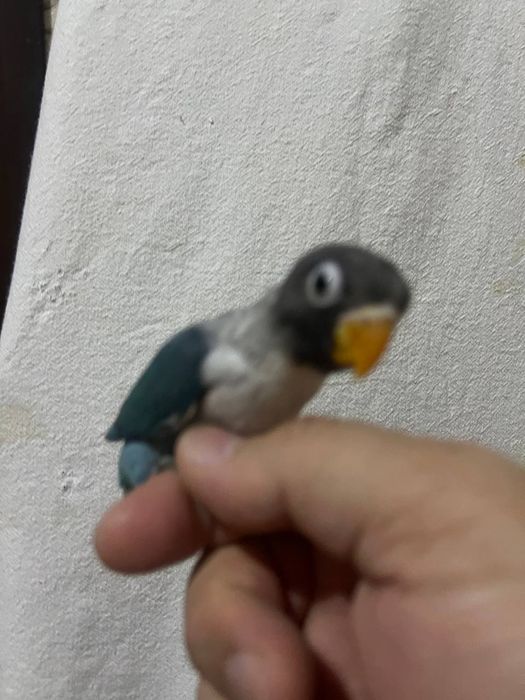 Nerazluchnik ruchnoy popugay