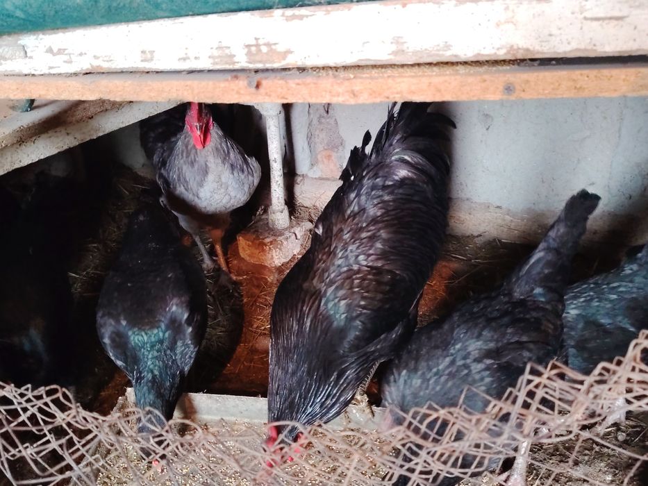 Joydori tovuqlar tezda sotiladi