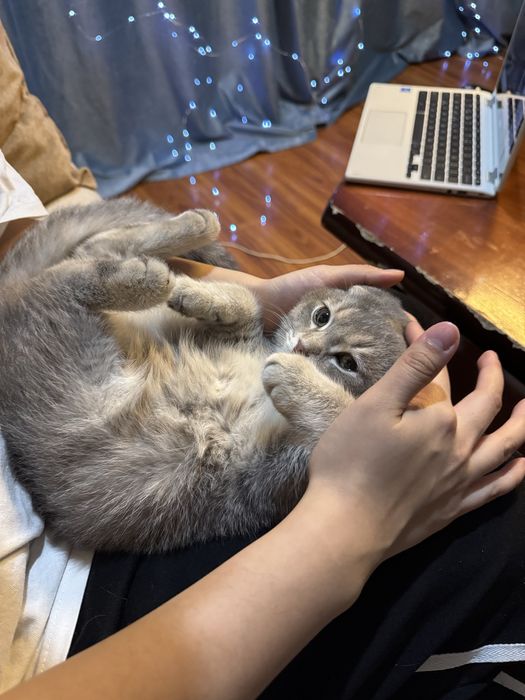 скоттиш фолд окраса шиншилла