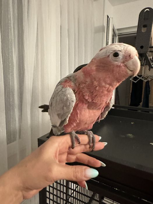 Papagal vorbitor pui Roza Kakadu ( Galah)  crescut la mana