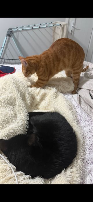 Передержка котов кошек