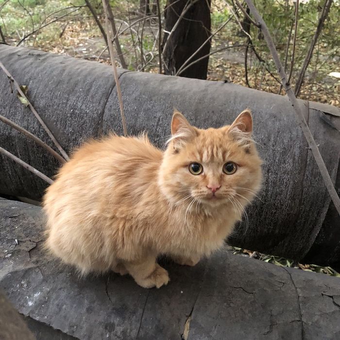 Животные . Кошки.