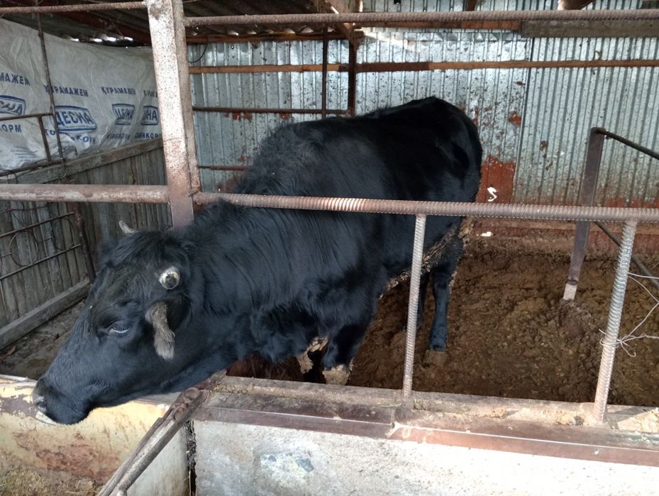 Телка молодая 1.8