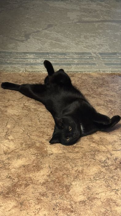 Котик(мальчик)отдам в хорошие руки