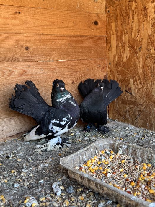 Pereche porumbei rostow