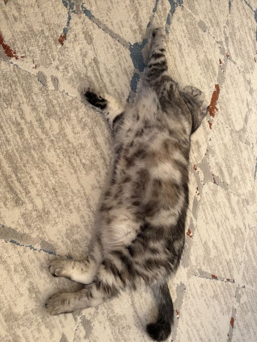 Кошки породистые